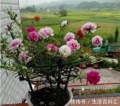 2种“便宜花”，用1招养成“老桩”，美死了，给“1万”都不卖