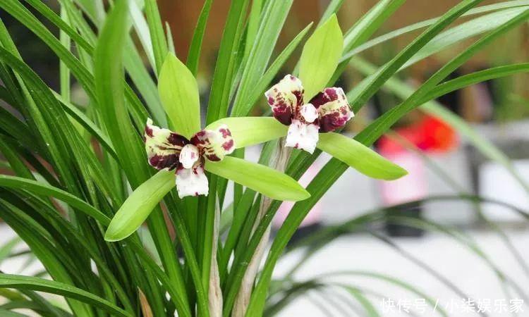 花多多|养花必备肥料,浇水前撒一点,月季开花拳头大!