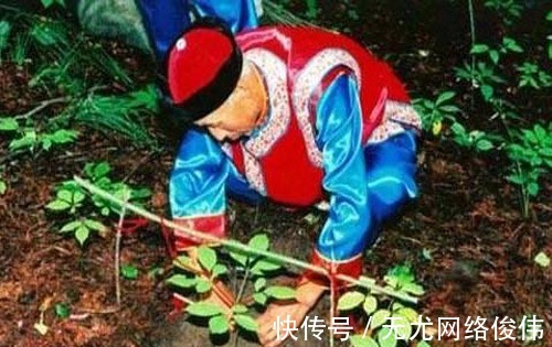 康熙年间|中国人参价值连城，西方人笑乐了，造富行动应运而生？