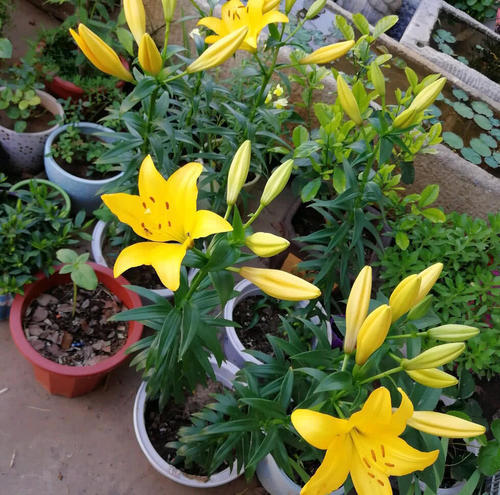 土培|老花农都喜欢的5种“福气花”，开花美好养护，新手也能驾驭