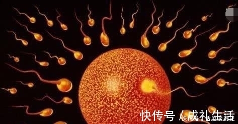 排卵|女人一生最多能怀孕多少次,最多能生多少个孩子?说出来你别不信