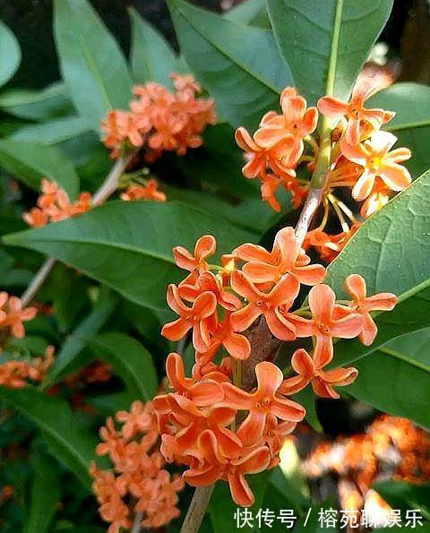做好“4不要”,桂花树上开满花,叶片油绿旺盛,满院飘香