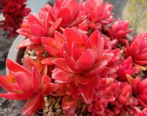 二九寒天，养多肉，想保命就得做到这“3多1少”