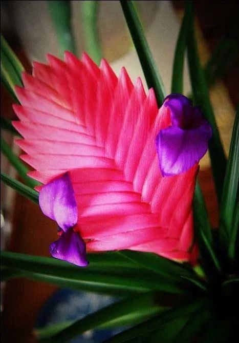 这几种花越养越上瘾，简直是爱花人的福音