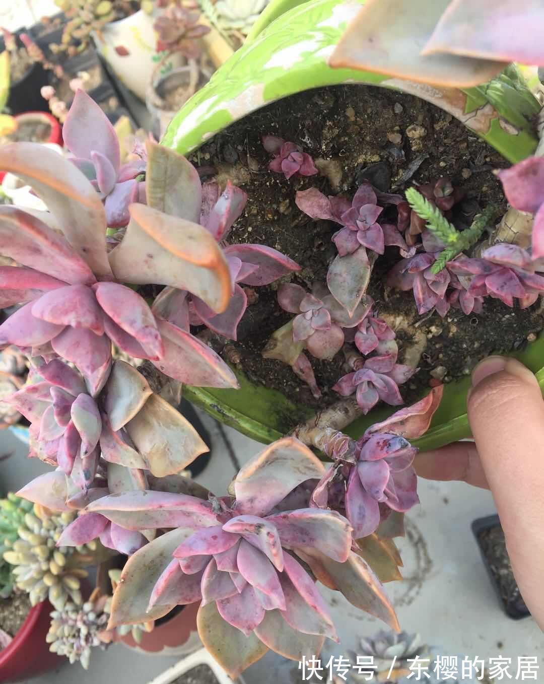 花盆|养景天多肉初恋,有4方面出问题不能忽略,不然一盆都留不住