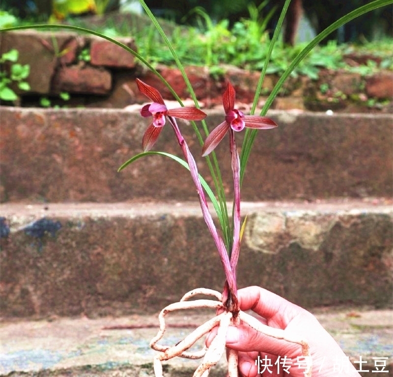 春兰顶级红素“醉红素”，一杆双花，姿态优美，新手照样能养好