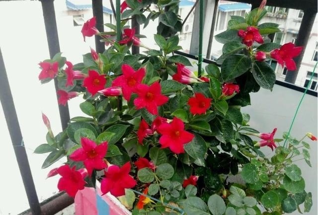 扦插|9种花不用花钱买,掐根枝条插土里,2周即可生根,好养易成活