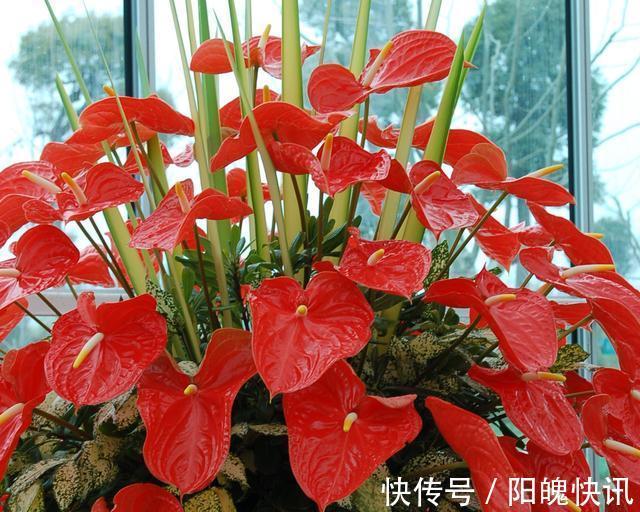 养花施肥“老三样”，掐准时间，看准比例，养一盆爆一盆