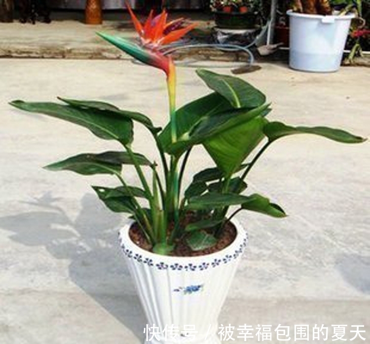 这5种植物难开花,想要赏花,该先学会“催花”小技巧