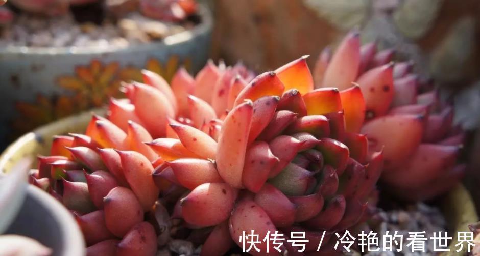 花友们|天热养多肉,抓住3重点,盆栽不患黑腐病招害虫