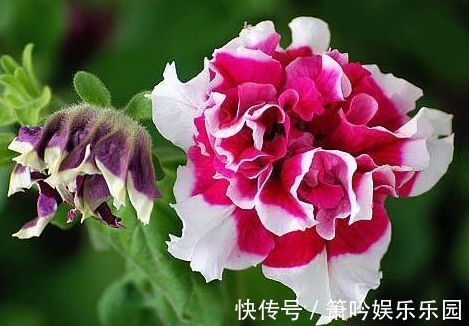 从7月6号开始,家养这些植物,花朵一串串,花苞蹿全枝