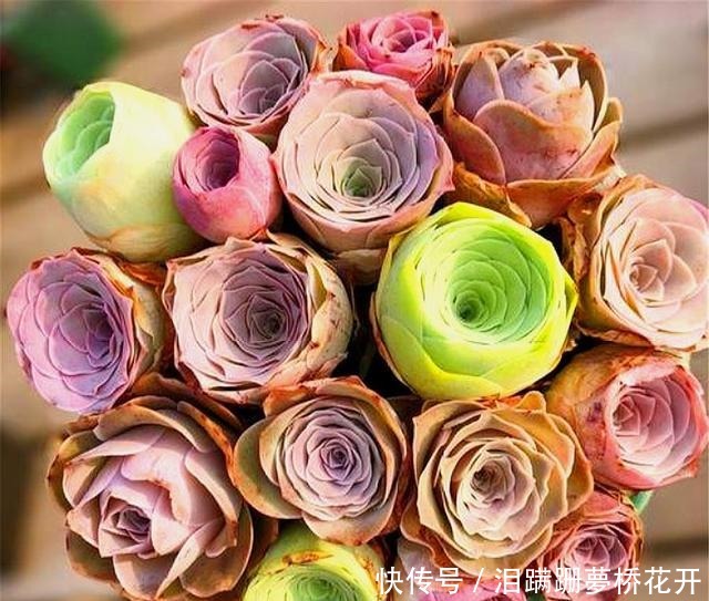 养护|朋友养多肉年年挂一半,只用了1招,饱满水灵,度夏越冬超简单