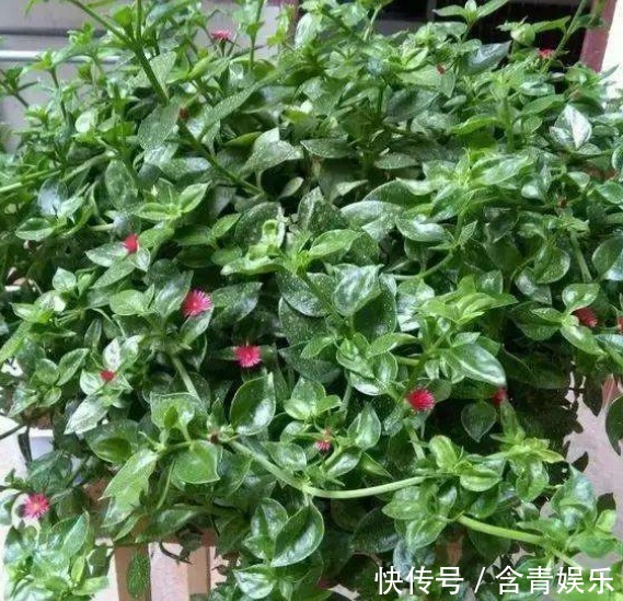 养“牡丹吊兰”乱浇水可不行,改用这样去浇灌,叶片饱满,花更多