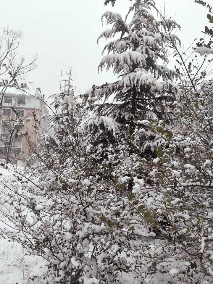 致敬雪花／上午喘口气，下午下雪更俏丽