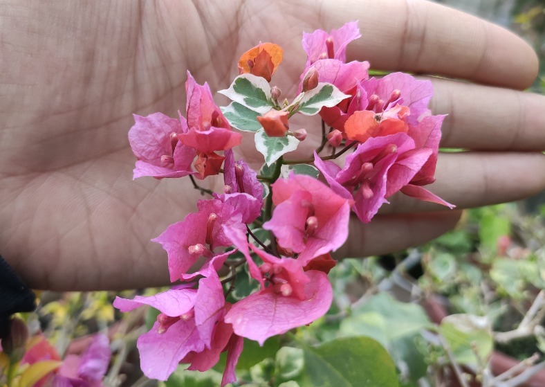 小叶紫|三角梅开过一次就不再开花适当对它“狠一点”,才能快速冒花苞