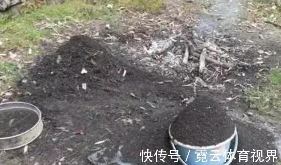 水溶液|药片、黄豆养花全需下成本，不如用这2样灰，一分钱不花又实用