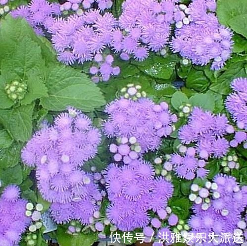 此花花姿妖娆,紫色的花朵散发着沁人心脾的芳香,令人心旷神怡