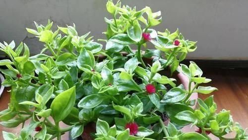 好看|忘了绿萝、吊兰吧,换上3种花,好看又好养,是家庭盆栽佳品