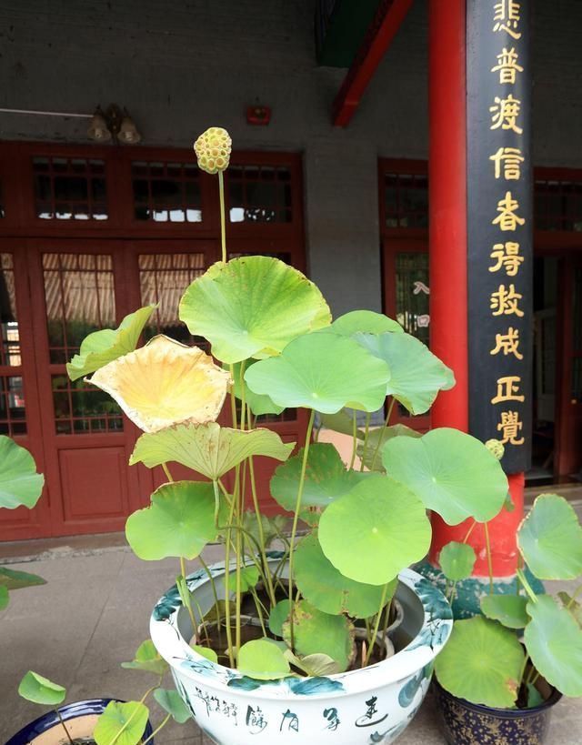 适合用大盆种的4种花,要是用小盆种,只见叶子不见花