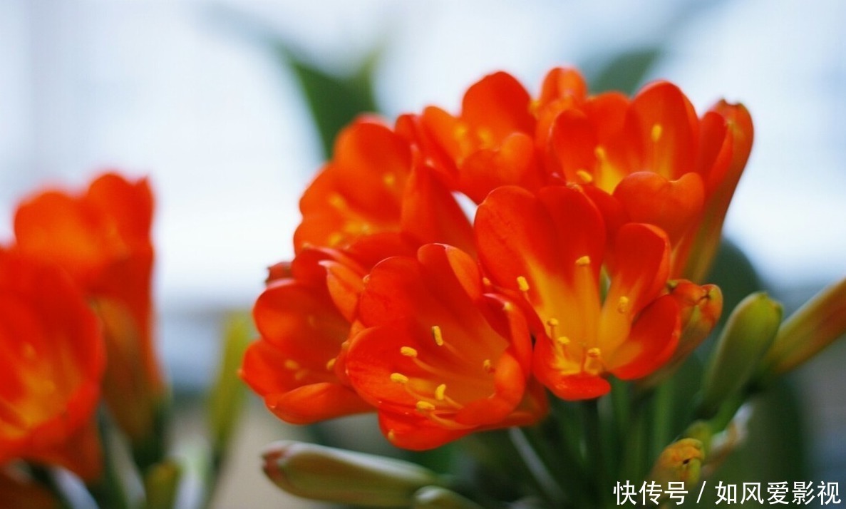 养护|老大爷养君子兰,整整10年,仅靠4种窍门,从幼苗养成富贵花