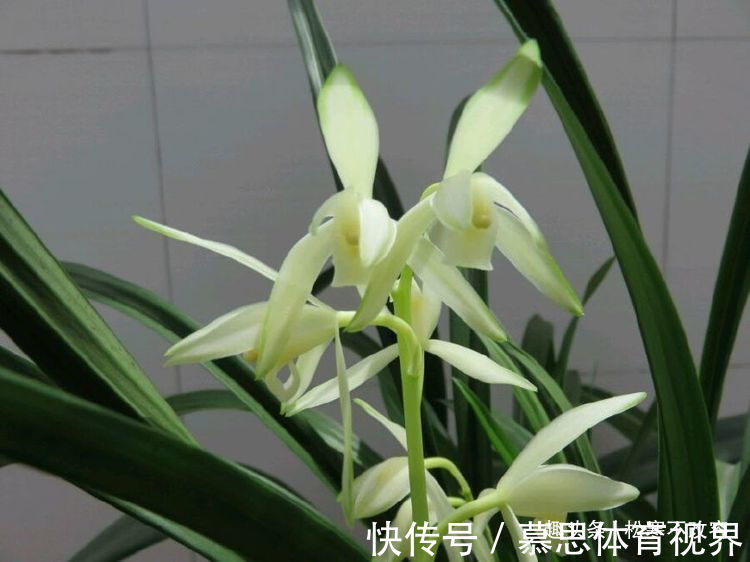 青山玉泉|养花就养这几款，旺财又养人，日子越过越好，值得拥有！