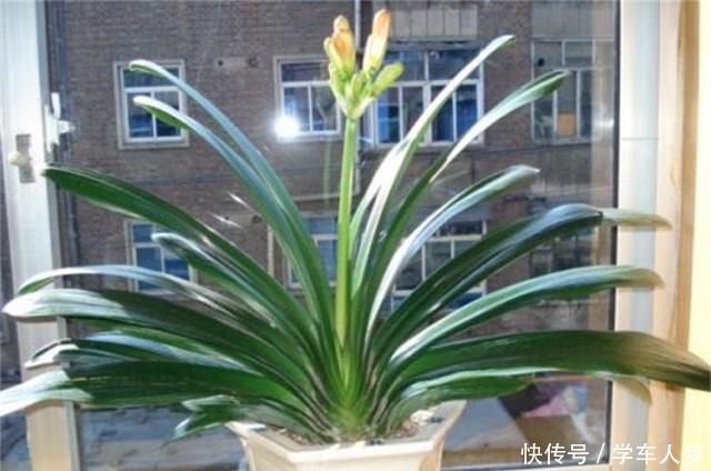 养君子兰别整那些虚的！这么养，叶片绿油油，一年开2次花！