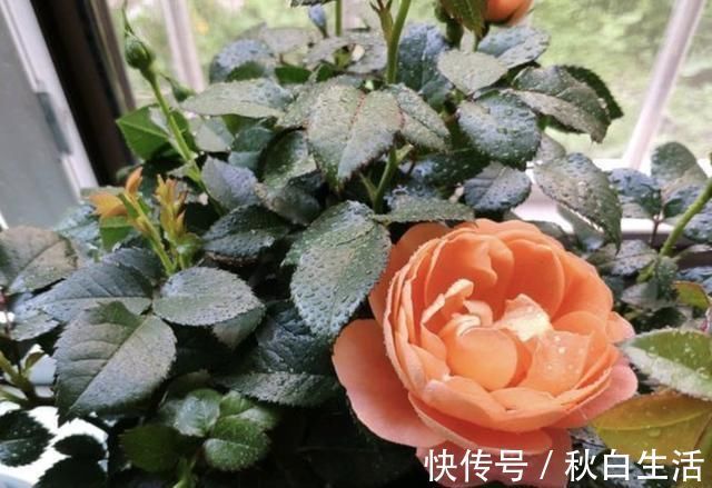 土壤有“虫卵”，3个“小步骤”做好，土壤变干净，花卉不烂根