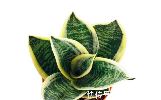 虎皮兰和蟹爪兰叶子为什么会变软？就四个原因，对症即可解决