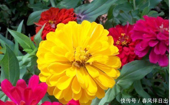 适合庭院养护的四款花,花色鲜艳,一开就停不下来