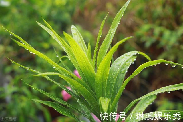透气性|龙血树，植物中的“万岁爷”，很多人当普通绿植养，其实很珍贵