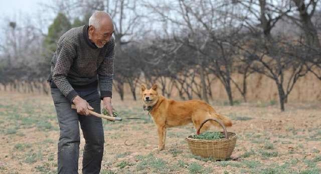 三国演义中#老祖宗的忠告:“喂狗别喂饱”是什么意思?其实后半句才是重点