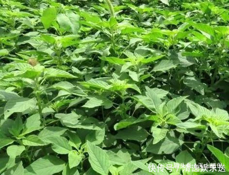 野生蔬菜|农村里的“长寿菜”，含钙量比普通蔬菜更高，以后遇到不要错过