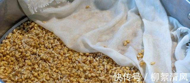 纯正手工麦芽糖做法，从发麦芽开始详细讲解，口感香甜醇厚又好吃！