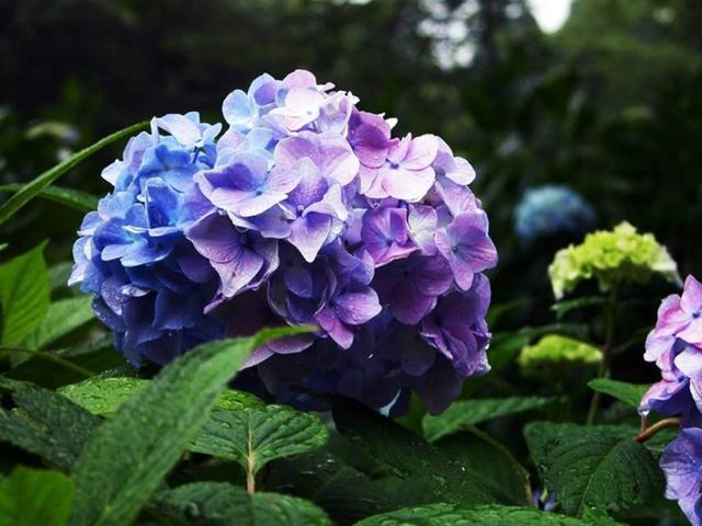 3种彩头花,寓意美好花量大,适当养护就能爆盆吉祥如意