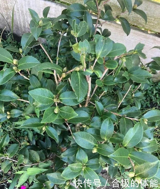 6种花爱吃醋,隔段时间喂口醋,叶子绿油油!