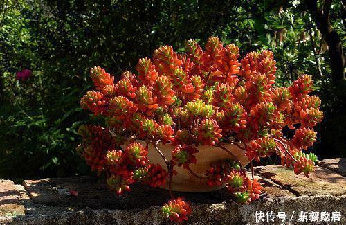 夏天给多肉植物浇水，1个方法，安全度夏，根系长得壮