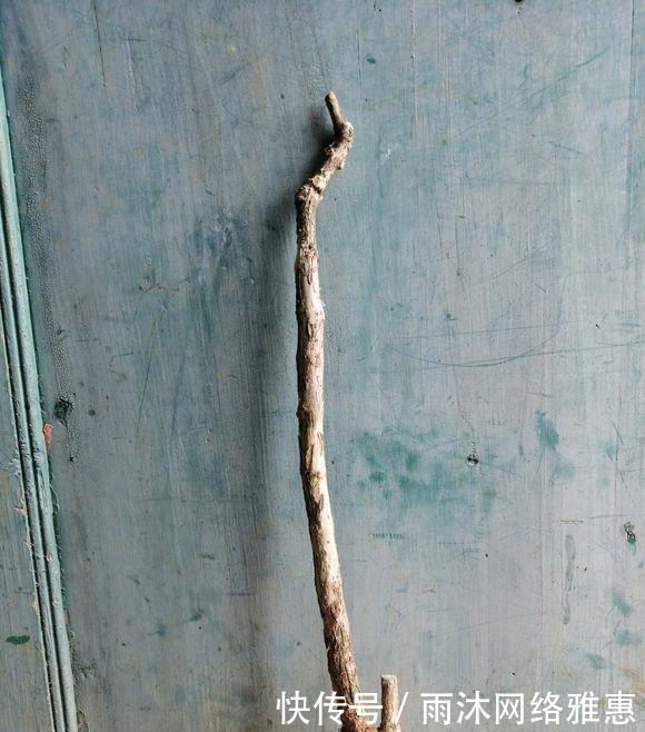  造型|玩盆景造型很重要哦，就像这两个六月雪素材，这样培育真的美翻了