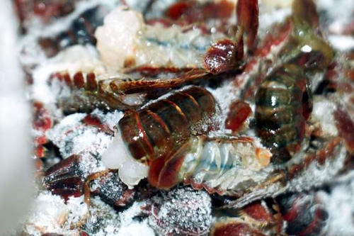 天热了，就该多吃此肉，保存起来放冰箱，随吃随取，太过瘾了