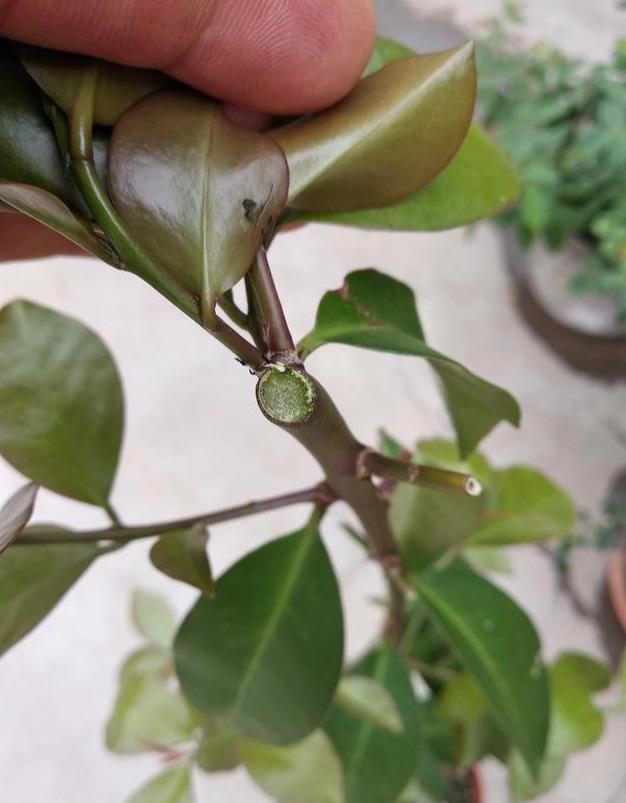 用它嫁接蟹爪兰真是太好了,易操作生长快,当年开花,两年爆满