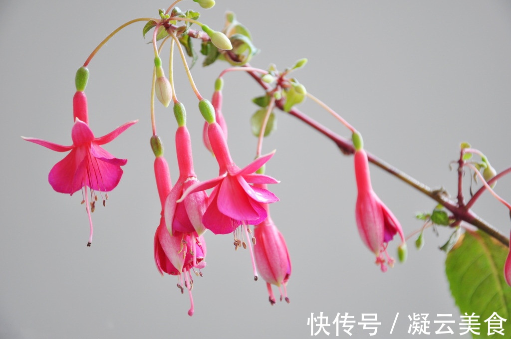 这2种花卉“养不好”教你学会“3招”，花卉顺利生长，开花不断