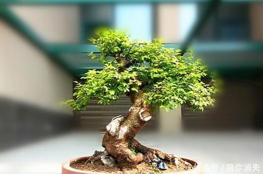 盆景|原来有钱人家都养这个花,镇宅,招财,这可是“帝王之木”!