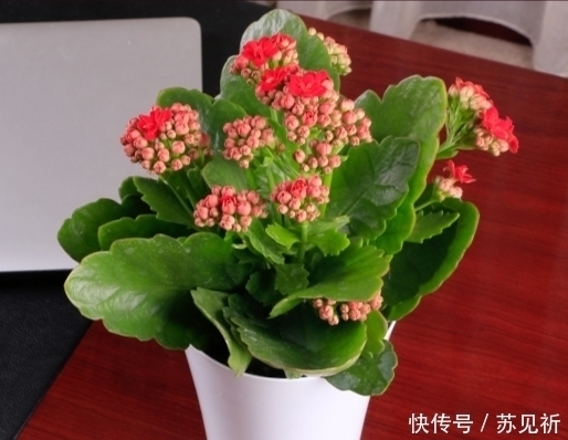 长寿花爱“吃酸”,添点“酸料”、倒点“酸水”,花朵艳丽又多姿