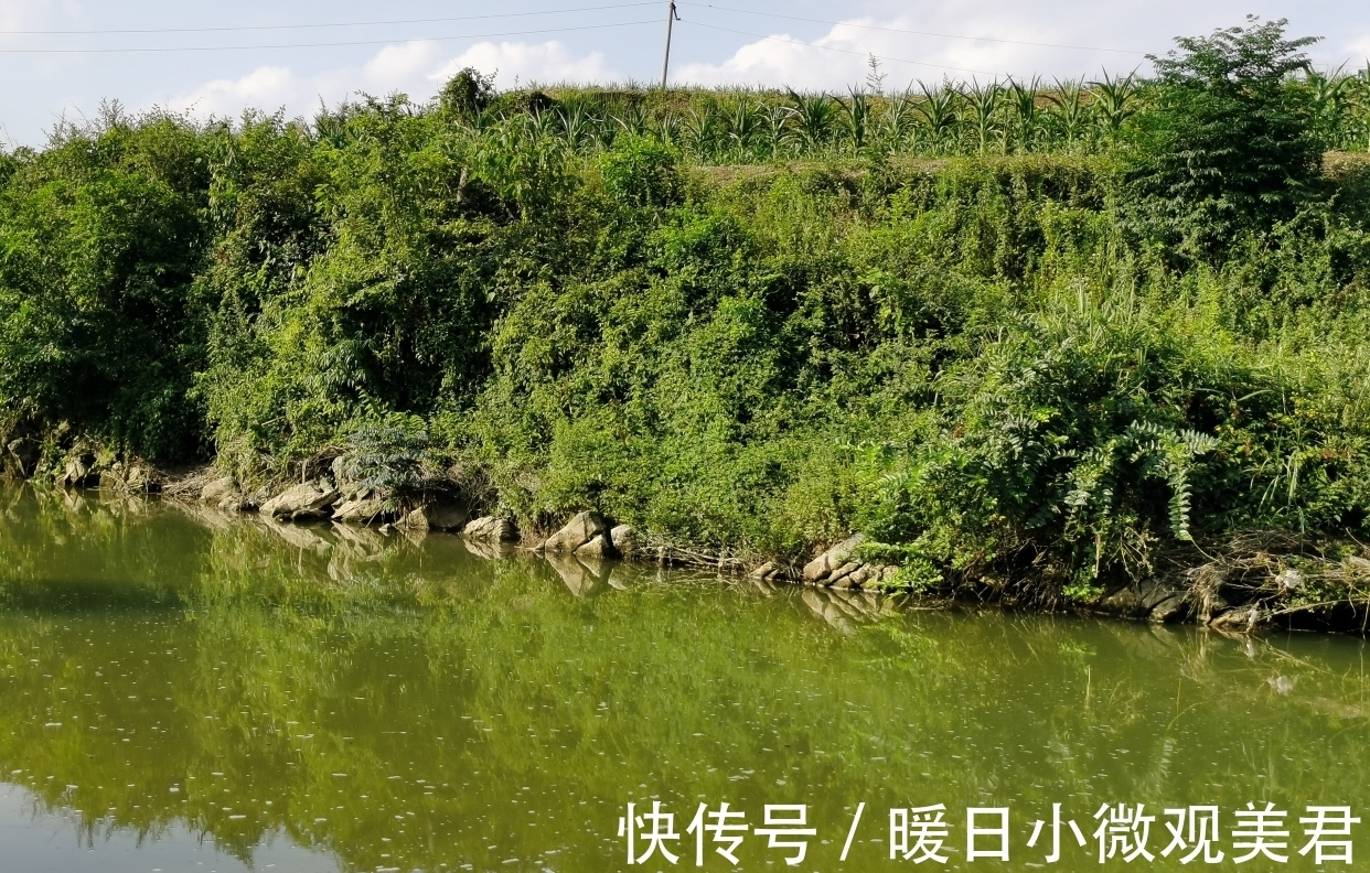 饵料|夏季钓大鱼,有别于其他钓友的调整,鱼获不会少