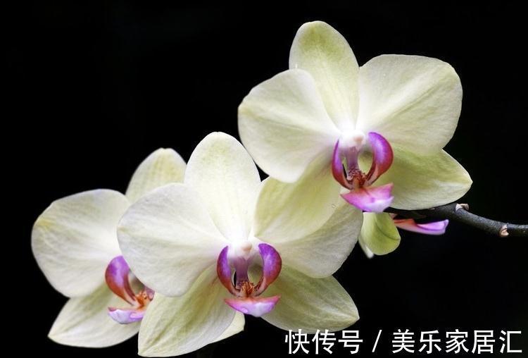 盆栽蝴蝶兰养护做好几点,简单实用,花大色艳