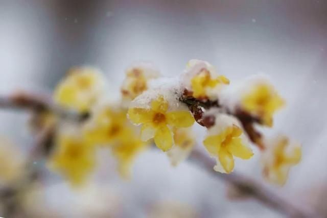 油菜花|春雪漫卷，蓬莱阁的美藏不住了！