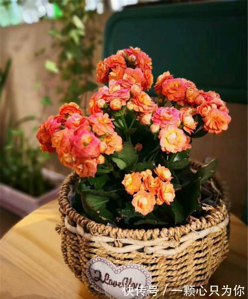 想要把长寿花养好，要做到一少二多三勤