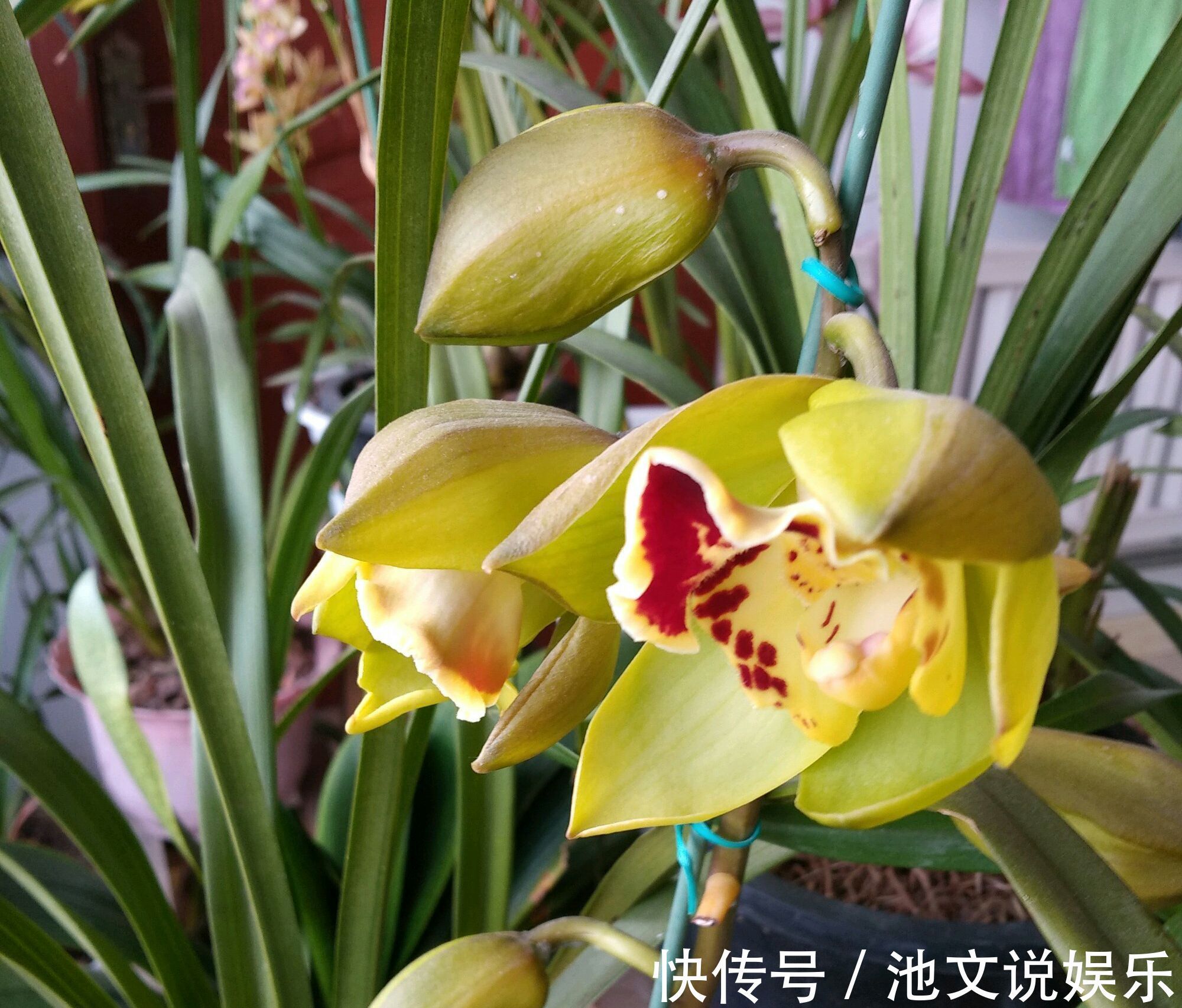 花盆|养大花蕙兰，选错花盆有风险，好多兰友易忽略，根系往外长