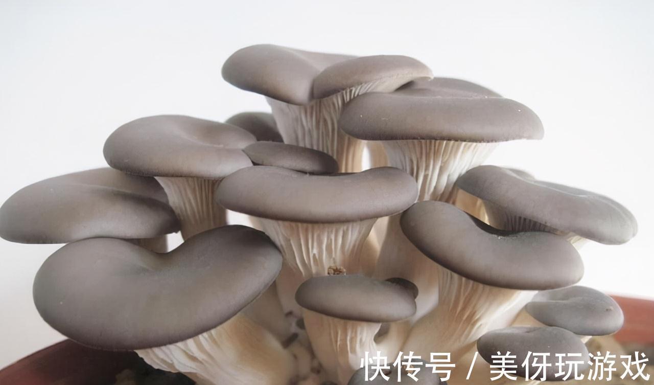 家里盆栽蘑菇,不花一分钱,隔3天收一次,连着吃一年