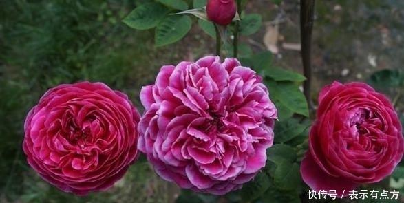 佳品|最艳的月季花品种,超级勤花,味道极香,抗病性很强,是盆栽佳品