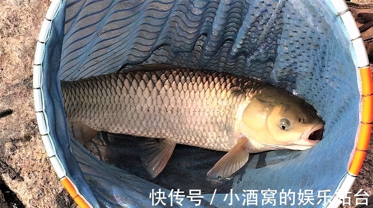 钓这几种鱼不谈什么钓技,只要水里有鱼,一般人都会钓